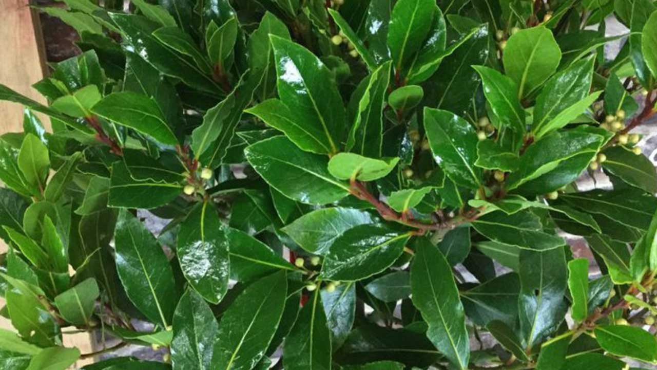 Hiçbir işlem yapmaya gerek yok! Doğada kendiliğinden yetişiyor, yağını 400 liraya havada kapıyorlar