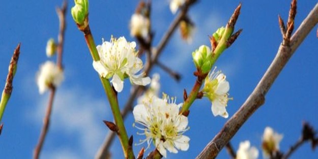Hıdırellez ne demektir?