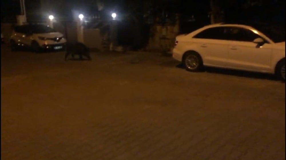 Hıdrellez kutlamalarının davetsiz misafiri olan domuz korkuttu 
