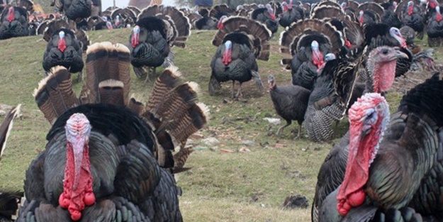 Hindi katliamı başlıyor!