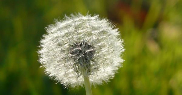 Hindiba nedir? En güzel bitki: endişe verici virüslere “hayır” deyip, karşı çıkıyor! Siz de test edin