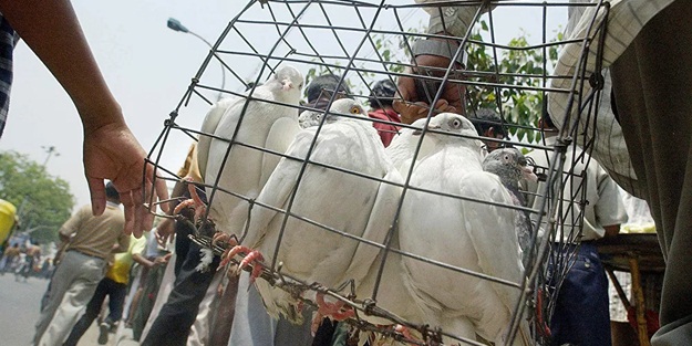 Hindistan-Pakistan sınırında 'casus güvercin' vakası! Gizem çözüldü