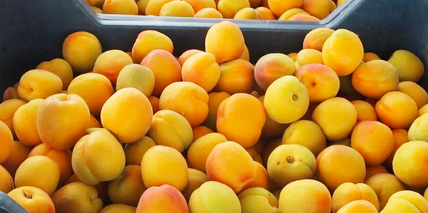 Hindistan Türkiye'den sipariş etti! Avrupa Türkiye'nin kapısını çaldı: Avrupa’ya kasa kasa gönderiliyor!