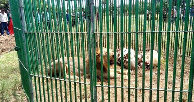 Hindistan'da 18 aslan cinayetten gözaltına alındı