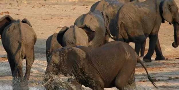 Hindistan'da 28 fil koronaya yakalandı