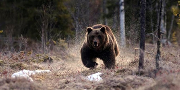 Hindistan'da ayı saldırısı! Ölüler ve yaralılar var