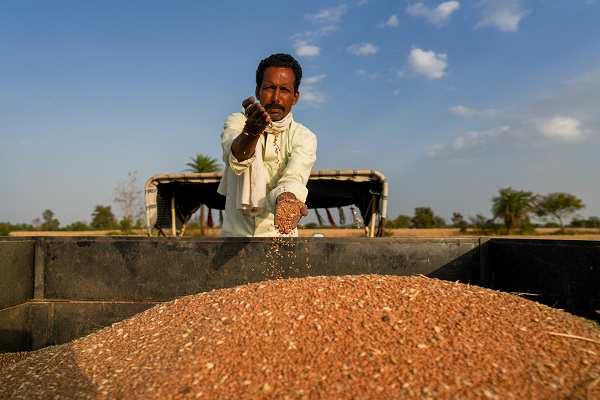 Hindistan'da buğday hasadı objektiflere yansıdı