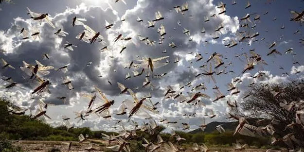 Hindistan’da çekirge sürüsü paniğe neden oldu