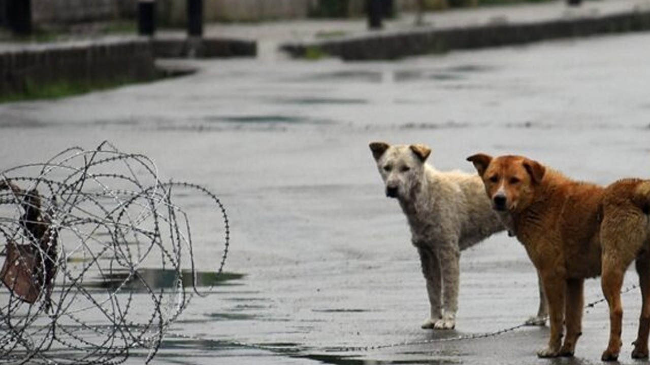 Hindistan'da dikkat çeken köpek kararı: Sahipsiz köpekler tek tek toplatılacak!