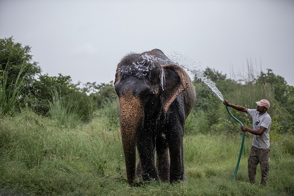 Hindistan'da Dünya Fil Günü kutlandı