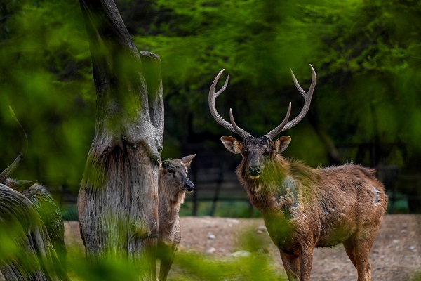 Hindistan'da Dünya Yaban Hayatı Günü