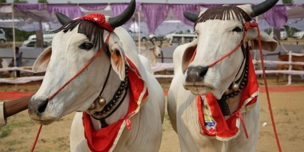 İnek ve boğa güzellik yarışması düzenlendi