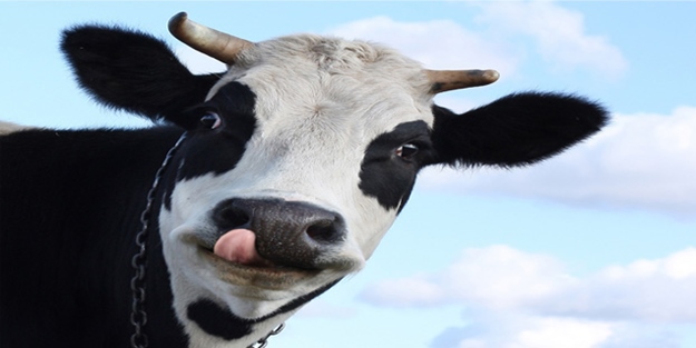 Hindistan'da inek kaçırdıkları iddiaları! 2 ölü