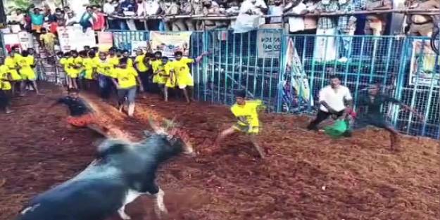 Hindistan’da kanlı boğa güreşi: 1 ölü 80 yaralı
