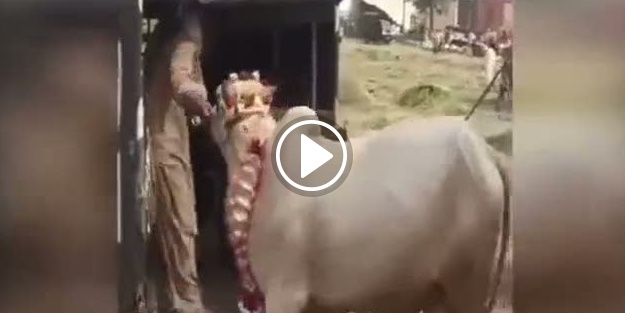 Hindistan'da kutsal sığır adam öldürdü!
