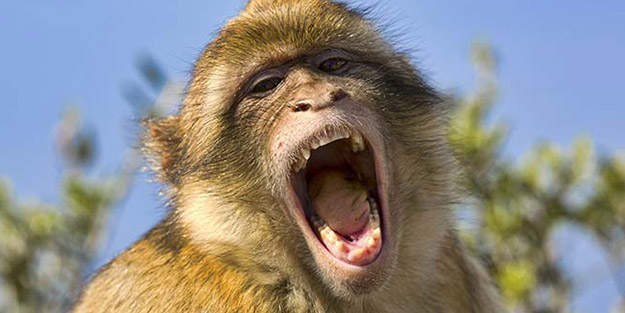 Ülkede feci olay! Maymunlar anne ve 4 çocuğunun ölümüne neden oldu