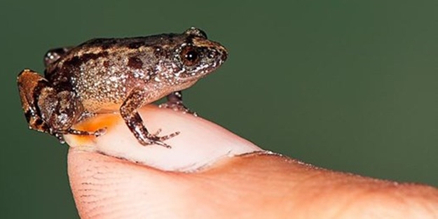 Hindistan’da keşfedildi