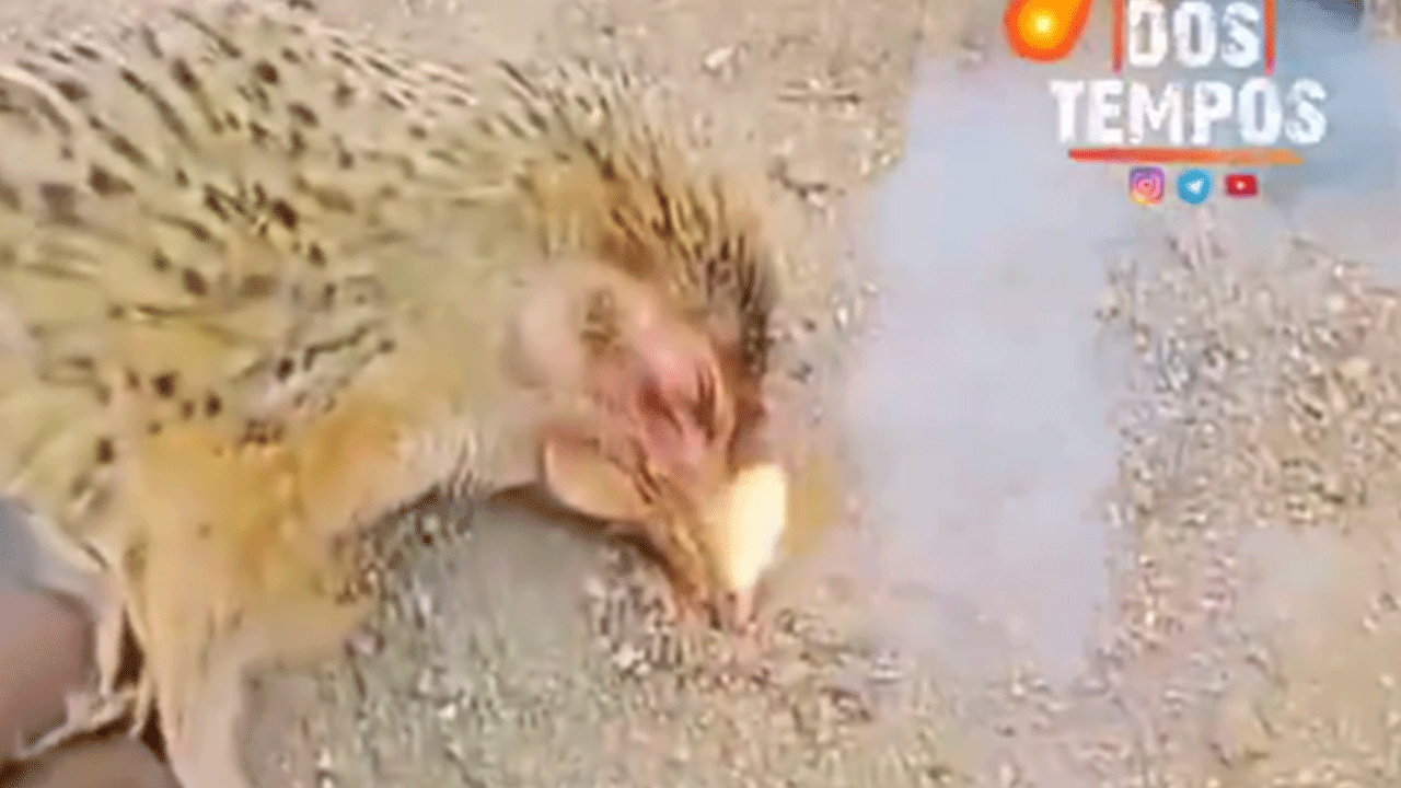 Hindistan'da tavukların gizemli ölümü! Ağızlarından ateş çıktı