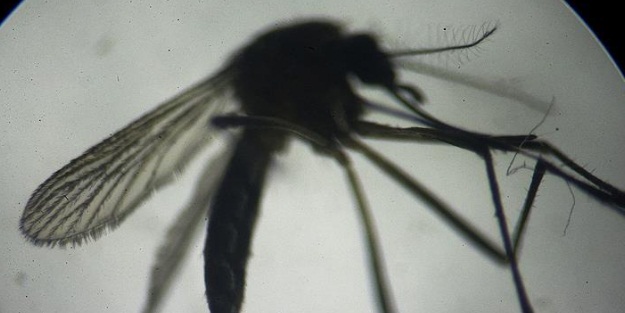 Hindistan'da Zika vakası