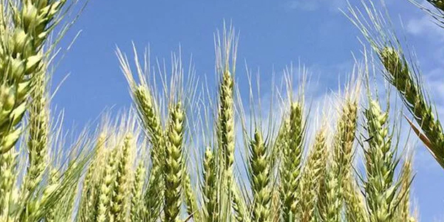 'Hindistan'dan buğday ithal edildiği' iddiasına Tarım ve Orman Bakanlığı'ndan yanıt!
