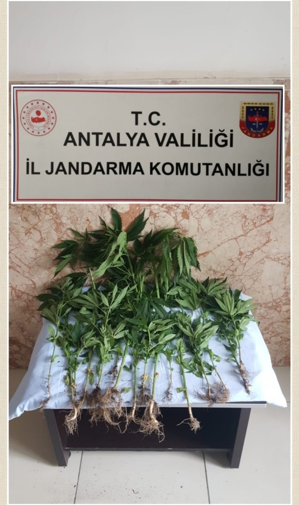 Hint keneviri ekti, 