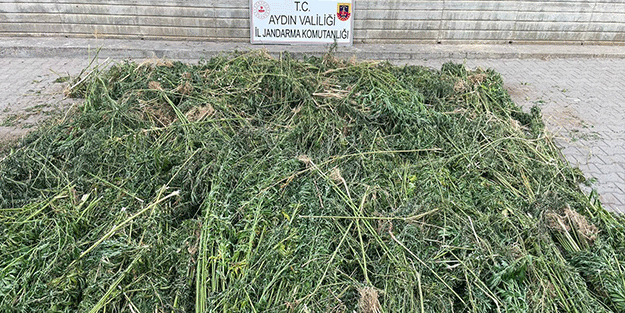 Hint keneviri yetiştirdiği öne sürülen baba oğul tutuklandı