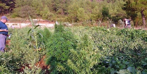 Hint kenevirlerini 'çiçek sanıp' büyütmüş