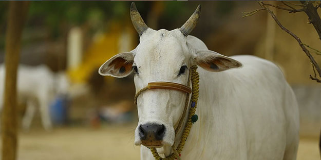 Hint siyasetçinin koronavirüs önlemi ağızları açık bıraktı