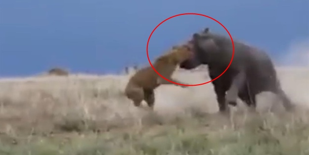 Hipopotam aslanın kafasını ısırıyor! İşte o anlar...