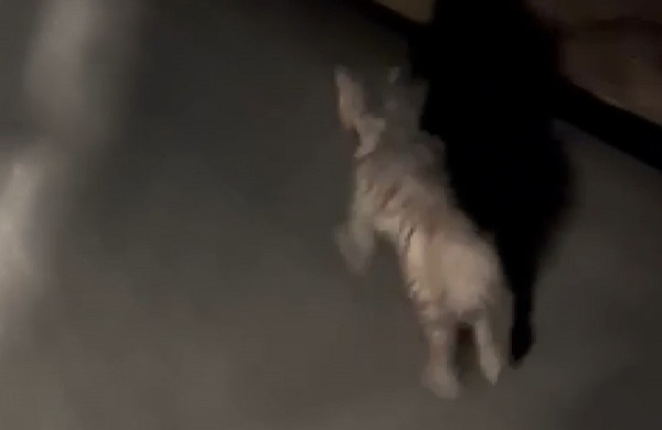 Hırsız beklerken bakın neyle karşılaştı