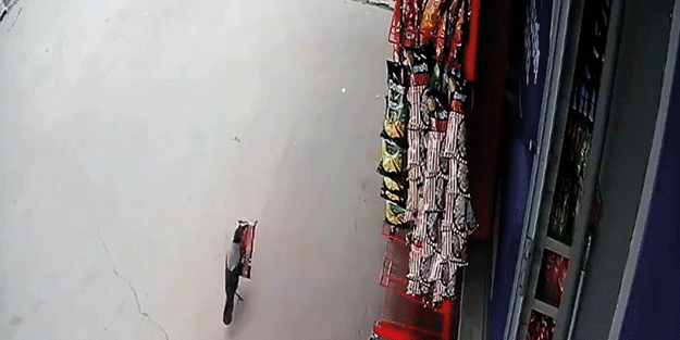 ‘Hırsız’ karga yakalandı! Güldüren anlar