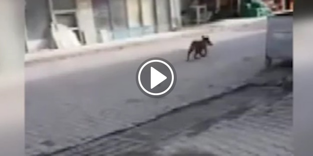 Hırsız köpek iş başında!