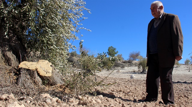 Hırsızlar 200 yıllık zeytin ağaçlarını kesti