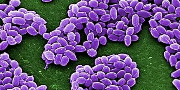 Hırvatistan’da şarbon paniği