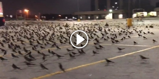 Hitchcock'un 'Kuşlar' filmi gerçek oldu