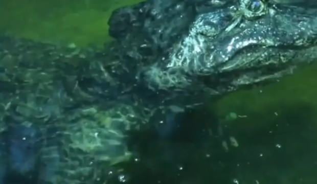 Hitler'in timsahı, 84 yaşında hayatını kaybetti