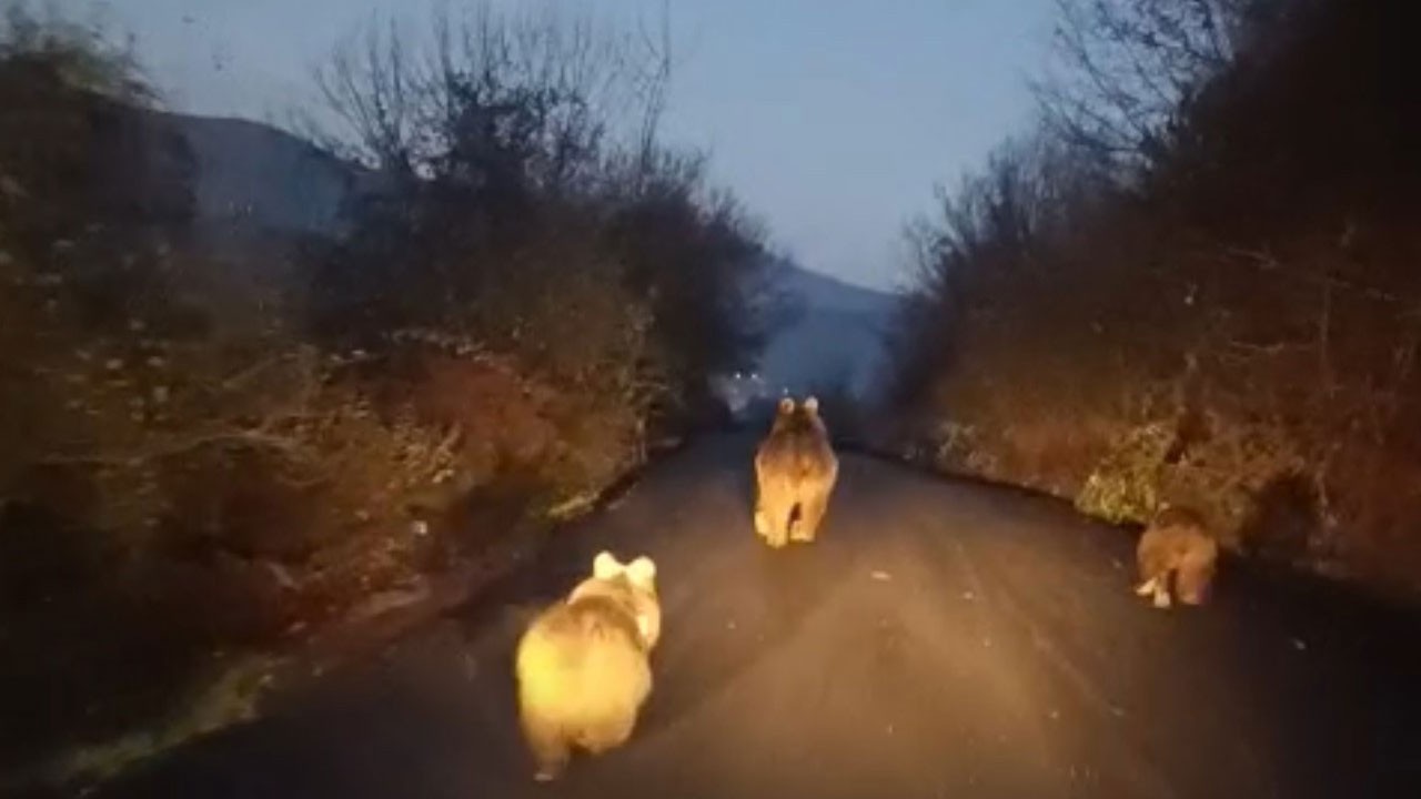 Hızlıca gözden kayboldular! Anne ayı ve yavruları böyle görüntülendi