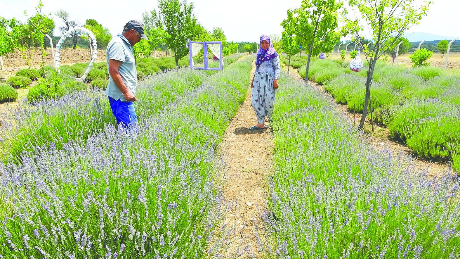 Hobi lavanta bahçesi gelir kapısına döndü