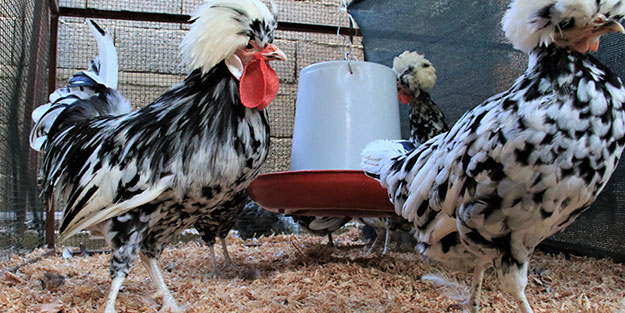 Hobi olarak başladı! Şimdi paraya para demiyor... Irak, Azerbaycan ve Suriye'den talep yağıyor