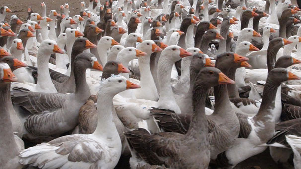 Hobi olarak başladığı kaz yetiştiriciliği gelir kapısı oldu