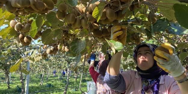 Hobi olarak başladıkları kivi yetiştiriciliğinde 400 ton üretime ulaştılar