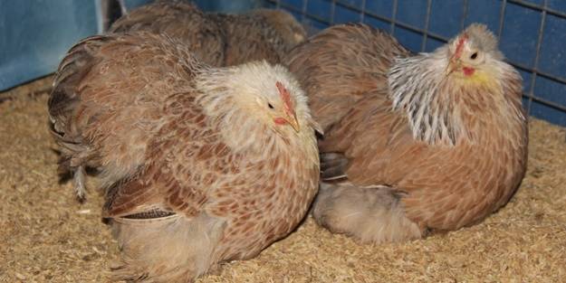 Hobi olarak başlayıp kendi işini kurdu... 200 TL ile 2 bin 500 TL arasında satıyor