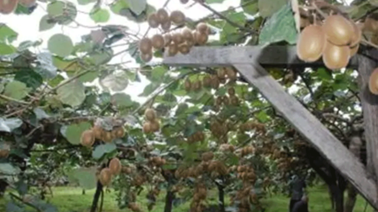 Hobi olarak tarlasına ekti! Yıllık 300 milyon lira ciro bekliyor