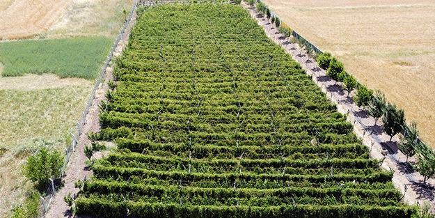 Hobi olarak üretmeye başlamıştı şimdi taleplere yetişemiyor, bahçeden çıkmadan ürünler tükeniyor