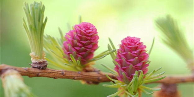 Hoca Arif Rivgeri Hazretleri kimdir?