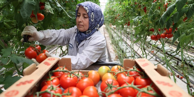 Hollanda engeli sonunda kalktı... Artık Türkiye'ye muhtaçlar