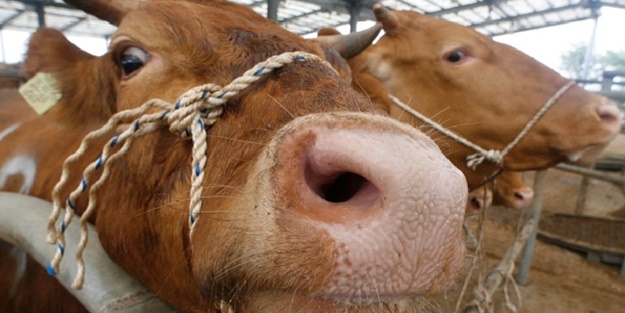 Hollanda'da deli dana vakası