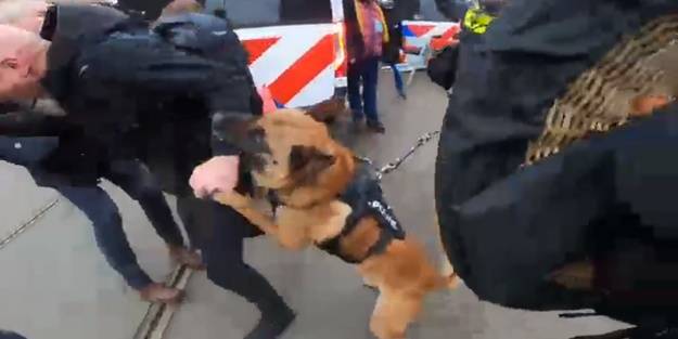 Hollanda'da korkunç görüntü! Polis köpekleri çok sayıda kişiyi ısırdı