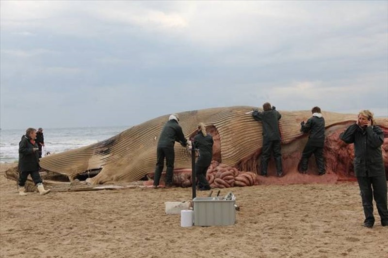 Hollanda'da ölü balina sahilde parçalandı