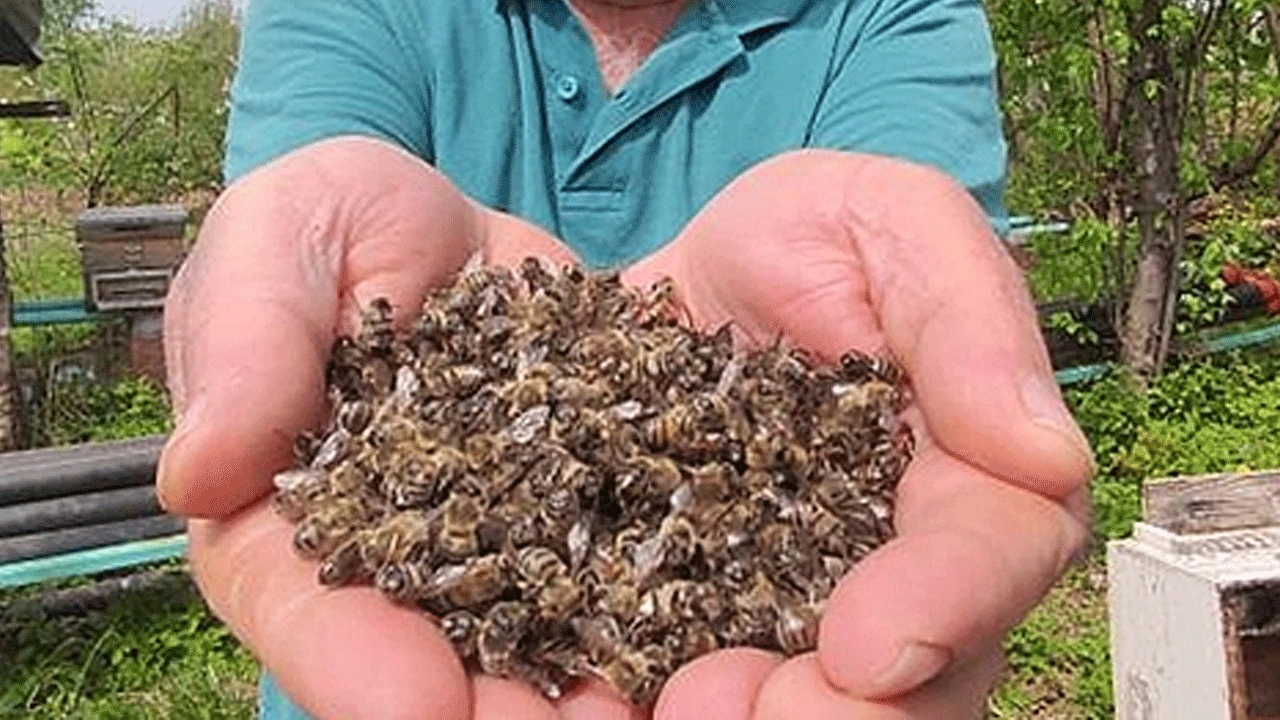 Hollanda’da vahim olay! Kundaklanan kovanlarda yarım milyon arı telef oldu